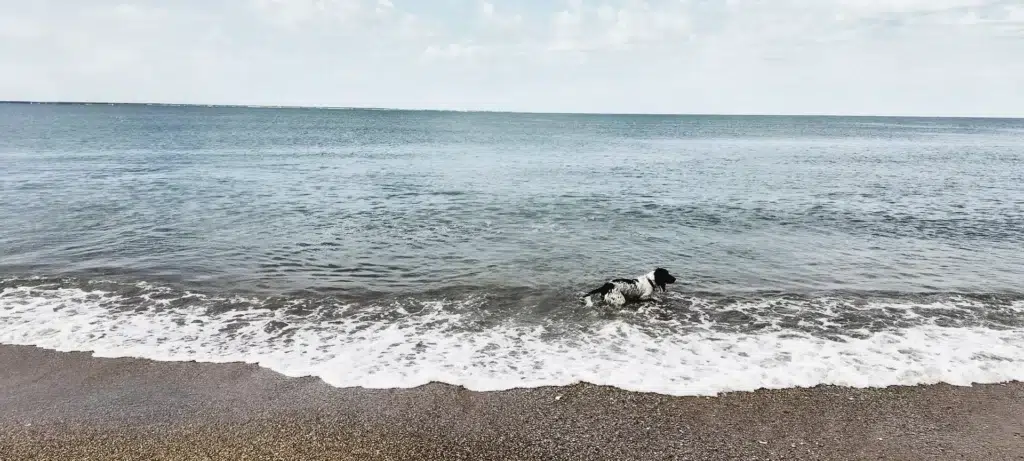 camping chiens acceptes vendee